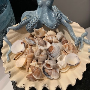 Assorted Sea Shell Mix Beach Wedding Decor Sea Shells Etsy 日本