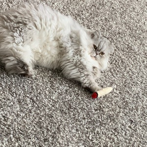 Kirsten heeft een foto van de aankoop toegevoegd