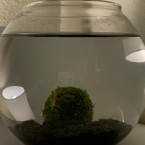 Large Java Moss Ball for Terrarium Planted Tank Live Aquarium ...