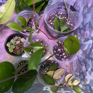 Lenette added a photo of their purchase