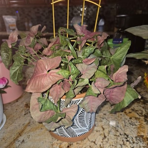 Josephine added a photo of their purchase