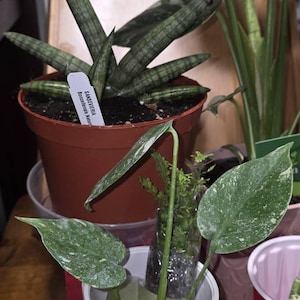 Luningning added a photo of their purchase