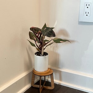 Vivi added a photo of their purchase
