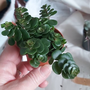 Comprador de Etsy ha añadido una foto de su compra