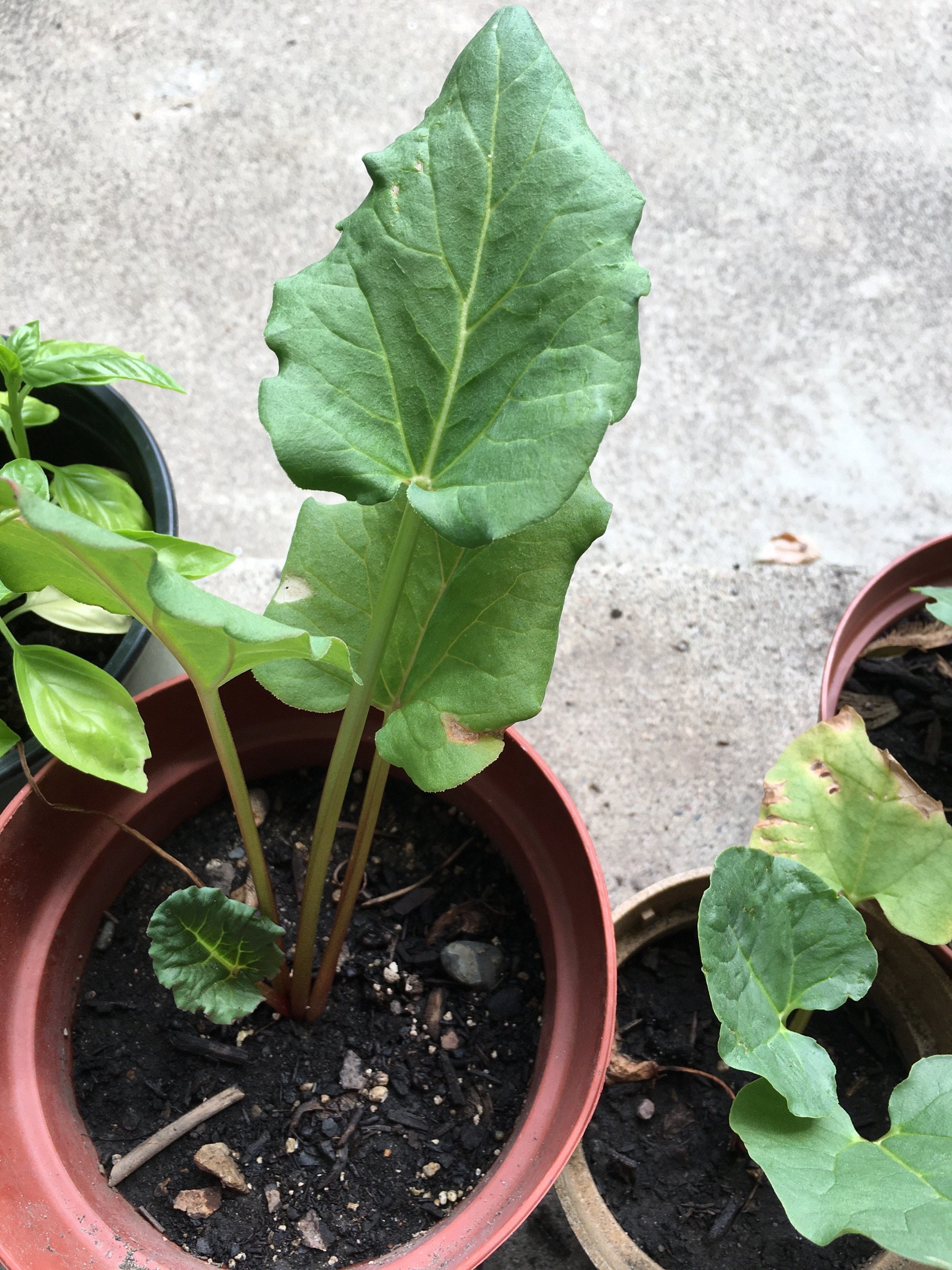 25 GLASKINS PERPETUAL RHUBARB (Pieplant) Rheum Rhabarbarum