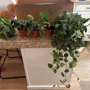 Meagan added a photo of their purchase