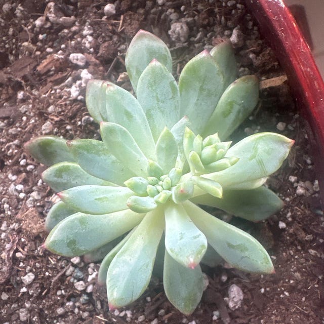 Echeveria Blue Elf Succulent,1/2/3/4 Pcs, Drought Tolerant