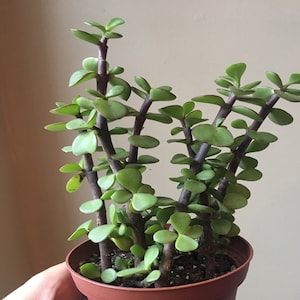 Chris added a photo of their purchase