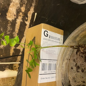 Nasima added a photo of their purchase