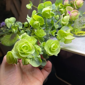 Agnes ha añadido una foto de su compra