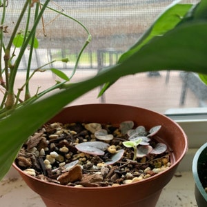 string of hearts plant online string of hearts plant online