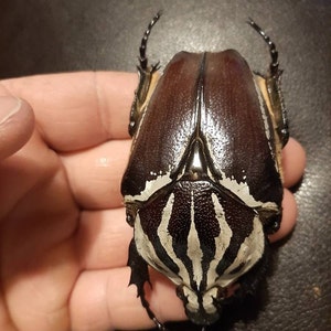 Goliathus Goliatus Kenya (KE) - Wild Caught - Goliath Beetle