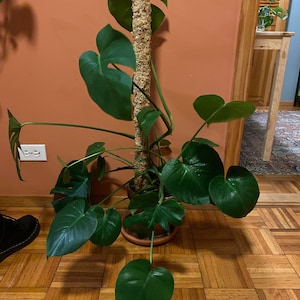 Sydney added a photo of their purchase