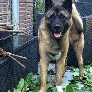 Personalized Dog Collar Pattern, Aztec Dog Collar Engraved, Southwest ...