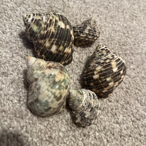 Allay added a photo of their purchase
