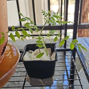 Priyadharsini added a photo of their purchase