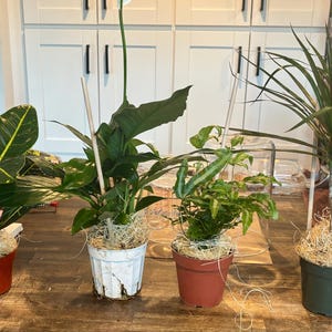 Michelle added a photo of their purchase