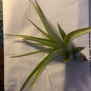休止中アカウント さんが購入した商品の写真を追加しました
