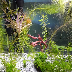 leah hat ein Foto des gekauften Artikels hinzugefügt