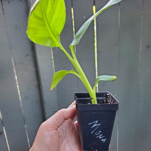 Jessica ha aggiunto una foto del proprio acquisto