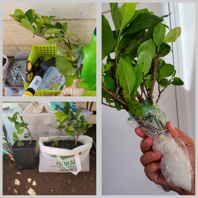 Large Southern Fragrant Gardenia Bush 4 Cuttings to Root - Etsy