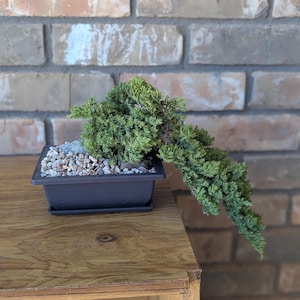 Adalia added a photo of their purchase