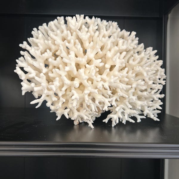 X-large Precious Wentletrap 1.75-2.25 Display Quality Shell Seashell ...