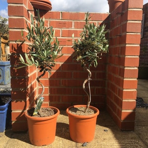 Charlotte ha añadido una foto de su compra