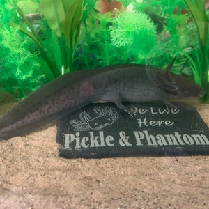 izzyfossil added a photo of their purchase