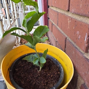 Funa added a photo of their purchase