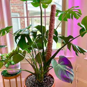 Olivia added a photo of their purchase