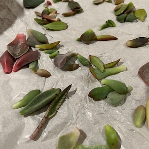 Etsy-koper heeft een foto van de aankoop toegevoegd