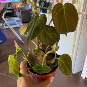 Heather added a photo of their purchase