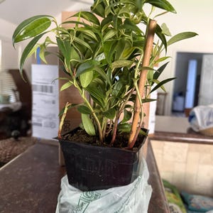 Alesha added a photo of their purchase