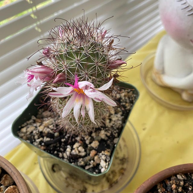 Mammillaria Fraileana Cactus Plant, Not Flowering Yet - Etsy