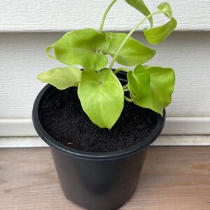 Philodendron Warscewiczii Aurea Flavum Starter Plant (ALL STARTER