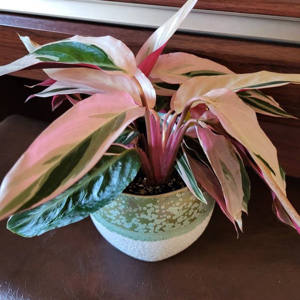 Aglaonema Red King : Indoor Plants Easy Care Houseplant Starter Plant ...