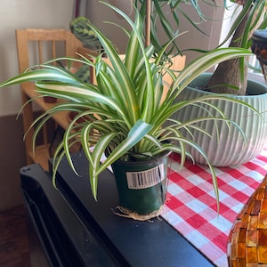 David added a photo of their purchase