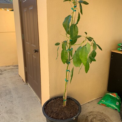Muicle Mexican Honeysuckle Live Plant in Quart Container Justicia