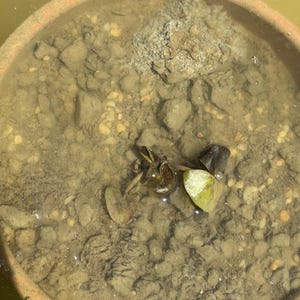 mars adicionaram uma foto da sua compra