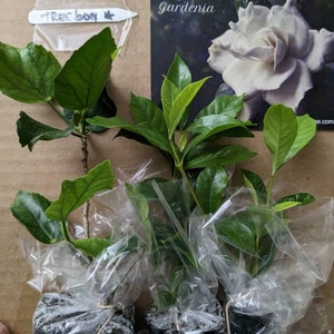 Etsy のお客さま さんが購入した商品の写真を追加しました