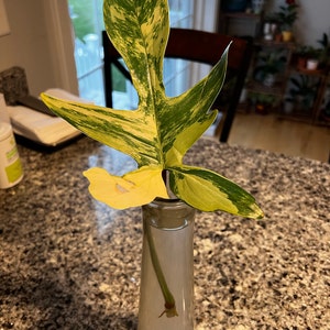Andreina added a photo of their purchase