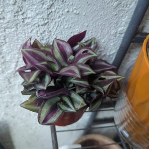 Arianne ha añadido una foto de su compra