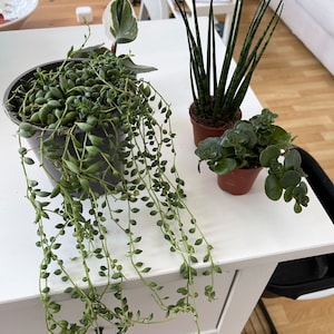 Rea ha añadido una foto de su compra