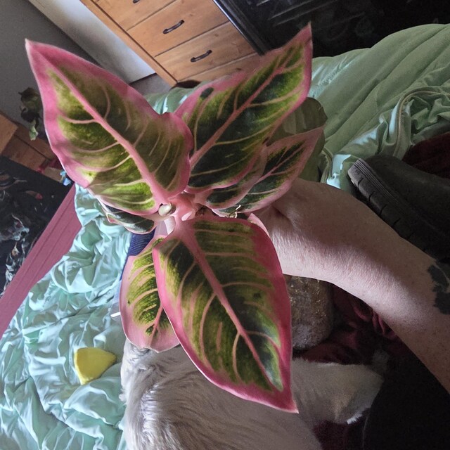 Aglaonema Lotus Delight - Etsy