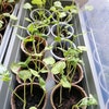 Zucchini / Cucurbita pepo con. giromontiina Geode Zucchini / Cucurbita pepo con. giromontiina Geode