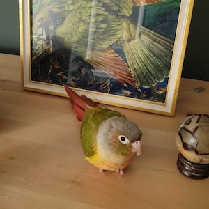Comprador Etsy adicionaram uma foto da sua compra