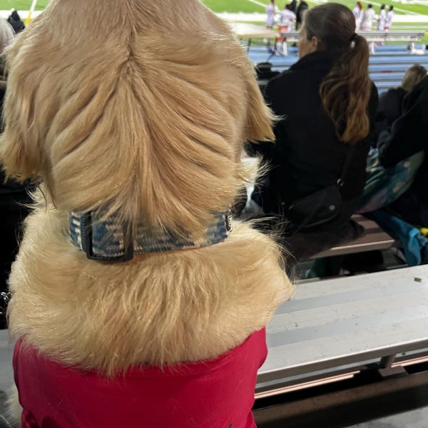 Portugal Dog Jersey or Ruffle Dress – Soccer Cup 2026 | Custom Pet Soccer Shirt ⚽️🐾