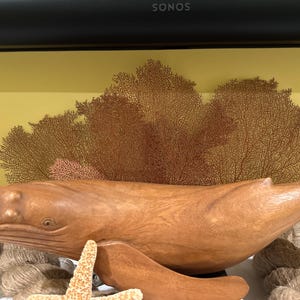 8～14インチのウミウチワサンゴの木、天然ウミウチワ2本、ビーチ装飾