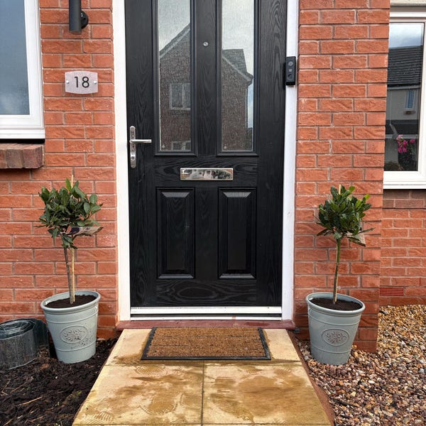 30 Cherry Laurel Hedging 25-40cm Tall Potted